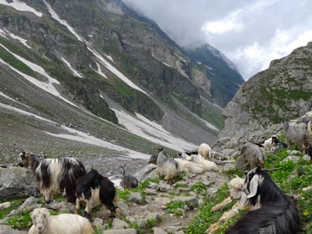 MALANA TREK